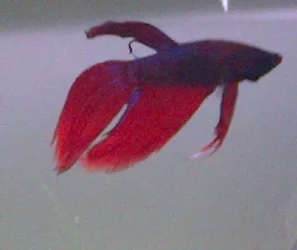 peu_20120609_20.webp