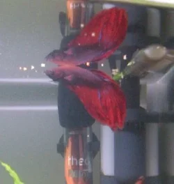 IMG-20120609-00166_1.webp