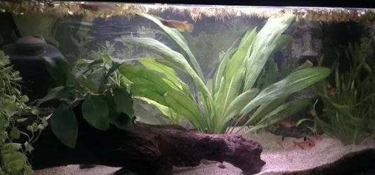 Tank cropped.webp