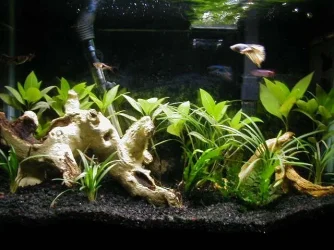 tank1_6-9-12.webp