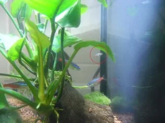 baby-fish.webp
