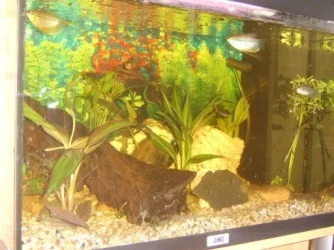 fish 102.webp