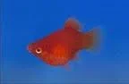 images (7).webp