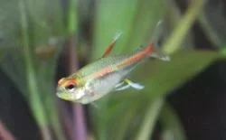 xray-tetra.6.webp