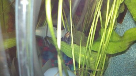 2012-06-18_18-34-47_443_opt.jpg 2012-06-18_18-34-47_443_opt.jpg