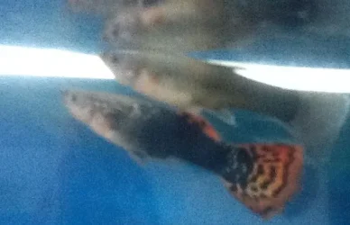 fish.webp