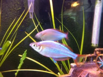 fish1 (Medium).webp