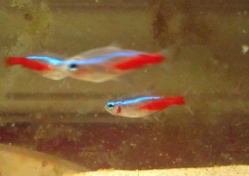 redspot.JPG redspot.JPG