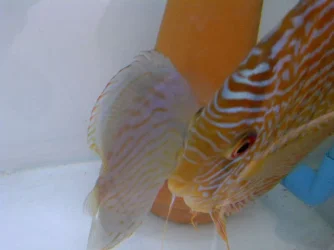 IMG-20120624-WA0002.webp