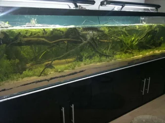 totm tank 001.webp