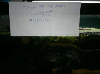 totm tank 002.webp