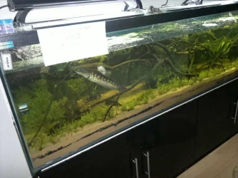 totm tank 003.webp