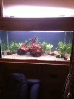 Fish Tank second.webp