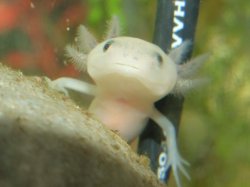 Moby the Goby 774.jpg