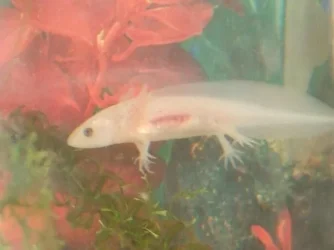 Moby the Goby 766.webp