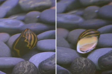 zebra-snail.webp