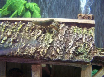 fish pics 004.webp