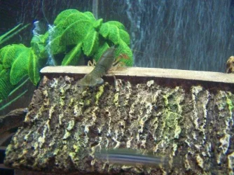 fish pics 005.webp