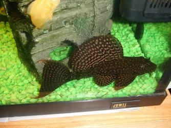 female bristlenose 6inch tff.webp