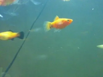 Platy1.webp