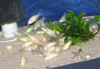 Spirulina Feast 1.jpg