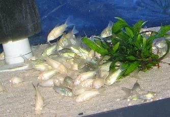 Spirulina Feast 1.webp