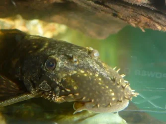 PLECO.webp