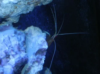 shrimpy.webp