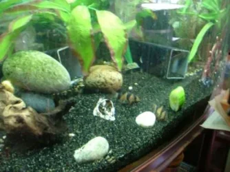 fish 004clownsuse.webp