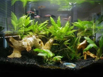 fishtank_7-24-12.webp