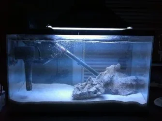 q tank.webp