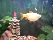fish.webp