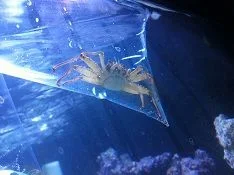 Arrow head crab.webp