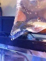 Emerald crab.webp