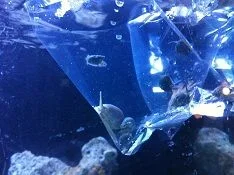 Large nassarius snail.webp