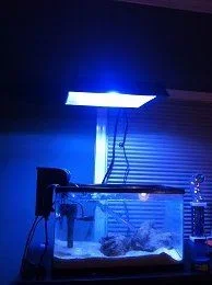 light 2.webp
