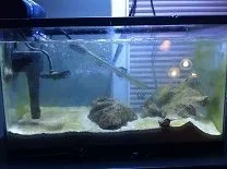 algae growth 10g.webp