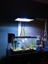 horizontal view of algae growth.webp