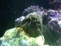 mr. crabs.webp