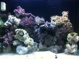 tank shot 2 8-4-12.webp