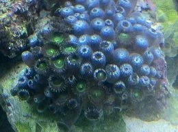 Green button polyp.webp