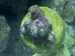 Orange Zoanthid.webp