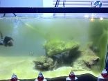 algae Q tank.jpg