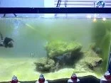 algae Q tank.webp