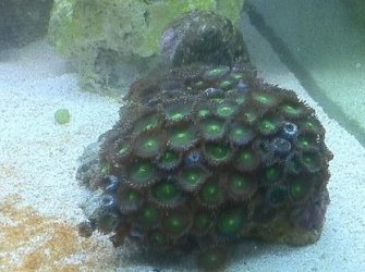 7 50 green button polyp.jpg