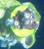 Orange Zoanthid 8-8-12.webp