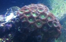 Green polyp 8-8-12.jpg