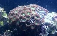 Green polyp 2 8-8-12.webp