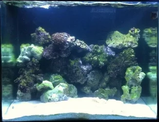 Full tank shot.webp