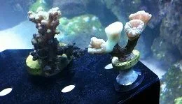 Trumpet coral.webp
